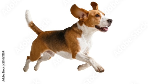 Photography Brown and White Beagle Running with Ears Flopped Forward