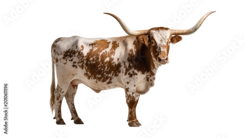 Tableau sur toile Spotted Brown and White Texas Longhorn Bull with Large Curved Horns