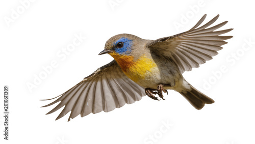 Εκτύπωση καμβά Blue-crowned Smiling Finch Flying with Spread Wings