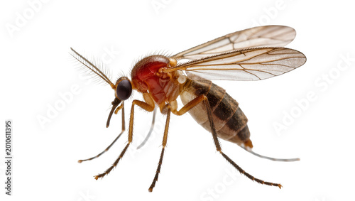 Obraz na płótnie Detailed Brown Fruit Fly with Red Eyes and Delicate Wings
