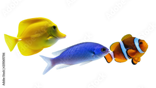 Schilderij op canvas Yellow tang blue tang, and orange clownfish swimming side by side
