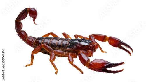 Bild auf Leinwand Dark brown Scorpion with Red Claws and Tail Curled Upward