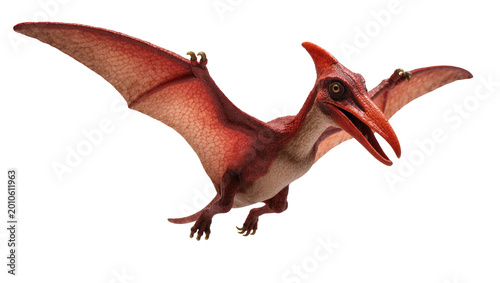 Konstfotografi Detailed Brown Red Pterosaur Flying with Open Beak and Spread Wings
