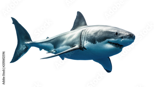 Canvastavla Gray Great White Shark Swimming Sideways with Visible Fins and Teeth
