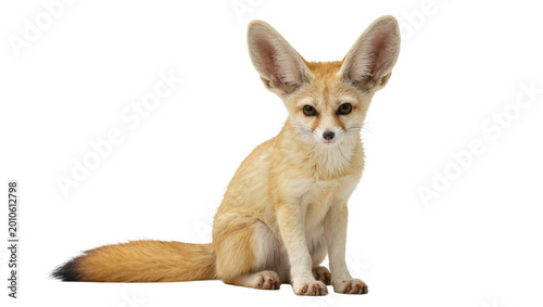 Fotografi Fennec Fox Cub with Large Ears Sitting and Looking Forward