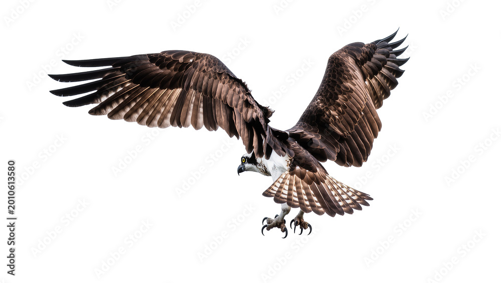 Obraz premium Flying Osprey Bird with Spread Wings and Sharp Talons