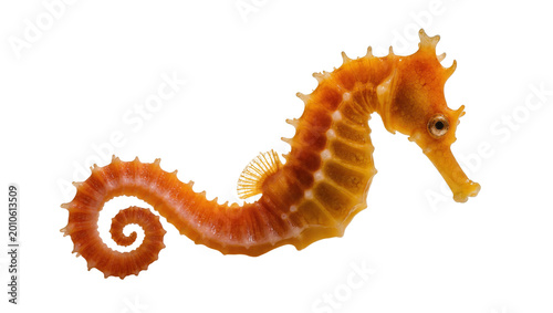 Foto Orange textured Seahorse with curled tail and spiky dorsal fin