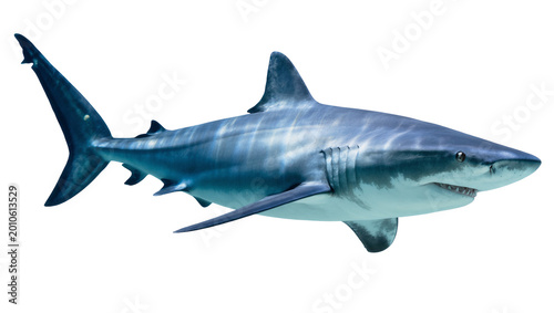 Canvas-taulu Blue Great White Shark Swimming with Detailed Skin Texture
