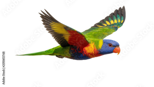Tableau sur toile Rainbow colored Lorikeet Parrot in Flight with Extended Wings