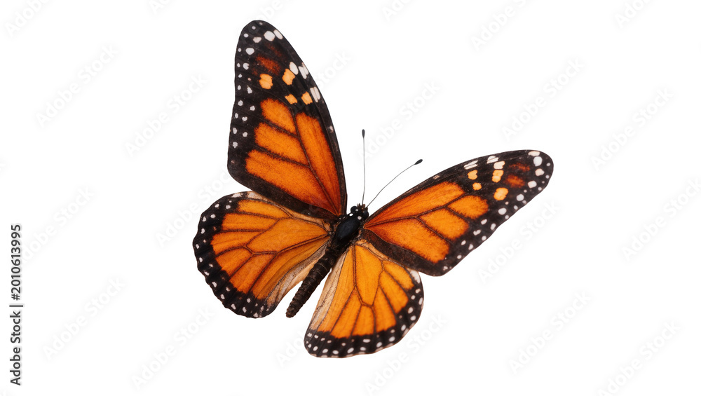 Obraz premium Monarch butterfly with orange wings and black markings