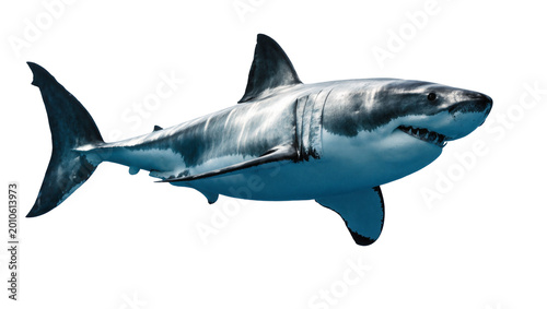 Εκτύπωση καμβά Large Great White Shark Swimming Side View with Gray Skin