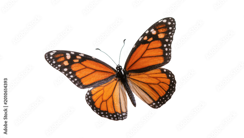 Obraz premium Vibrant Monarch Butterfly with Orange Wings and Black Veins