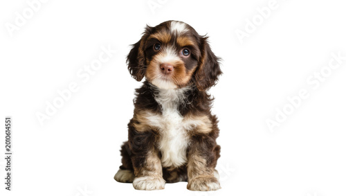 Cuadro en lienzo Fluffy brown and white Cavalier King Charles Spaniel Puppy Portrait