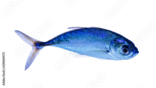 фотографія Blue tropical fish with silver scales and dark eye swimming