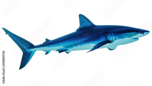 Fotografi Blue Oceanic Shark Swimming Side View with Fins and Visible Teeth