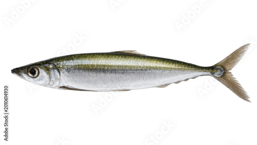 Foto Silver scaled Atlantic Mackerel Fish Side View