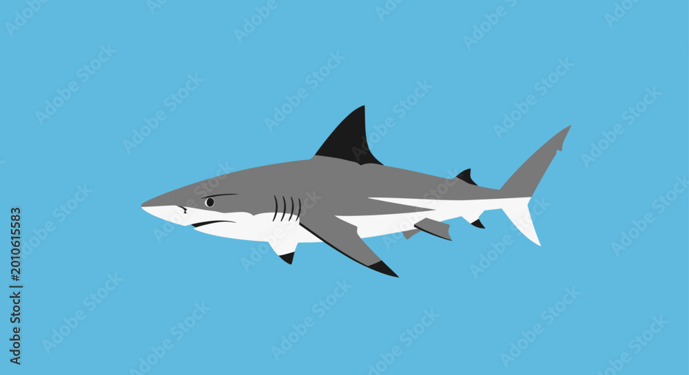 Obraz premium A gray shark with white underbelly swims against a blue background.