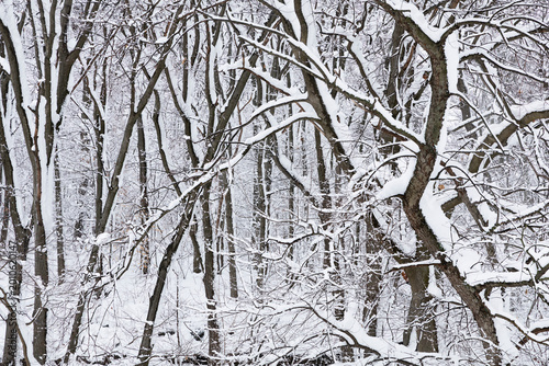 Snowy covered trees