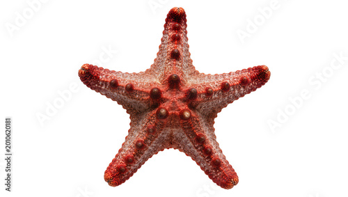 Foto Red starfish with bumpy texture, isolated on transparent background