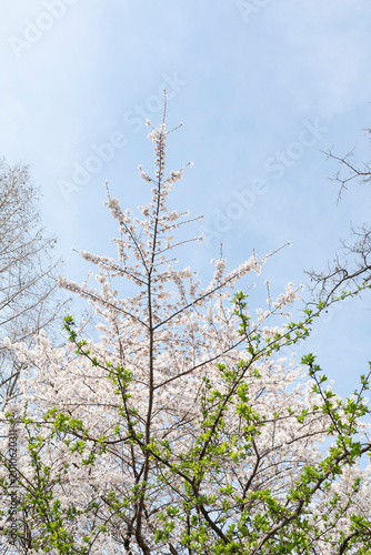 White cherry blossoms in bloom in New York City