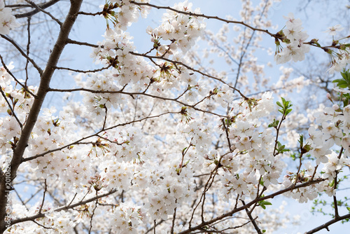 White cherry blossoms in bloom in New York City