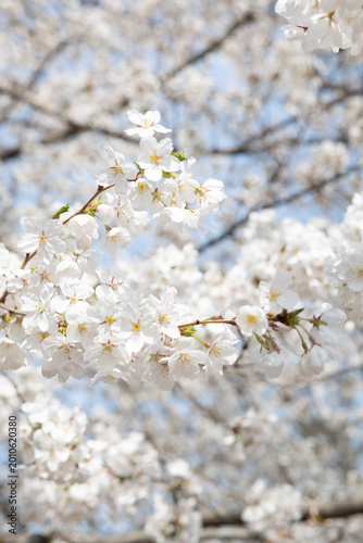 White cherry blossoms in bloom in New York City
