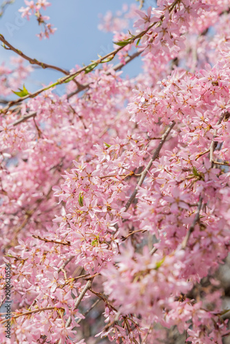Cherry blossoms in bloom in New York City