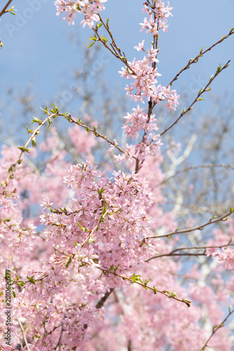 Cherry blossoms in bloom in New York City
