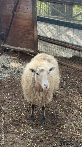 WHITE SHEEP IN FARM PEN. DOMESTIC WOOLLY SHEEP STANDING IN OUTDOOR ENCLOSURE WITH WOODEN SHELTER. AGRICULTURAL LIVESTOCK PHOTOGRAPHY.
