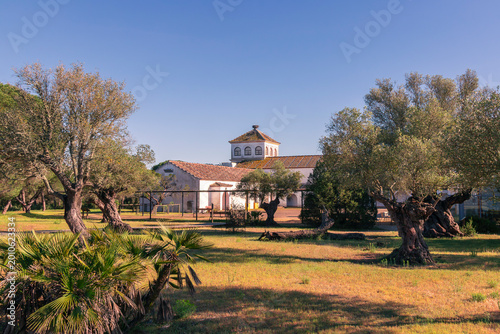 Photos palacio del Acebuche con olivos y un nido de cigüeña asomando el cuelloy la cabe