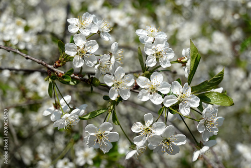 Deep cherry tree branches with lot of white flowers in bloom in spring garden  in sunny spring day closeup view
