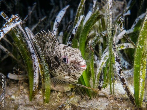 Siganus rivulatus hiding in Posidonia seagrass