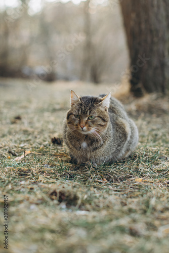 Foto Tabby cat resting on grass in nature