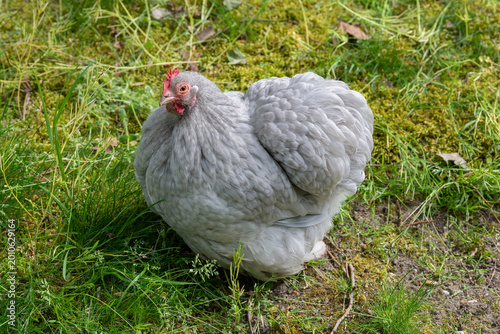 Nancy, France - April 28th 2026 : View on a female Pekin Bantam in a henhouse in a park in the city of Nancy.