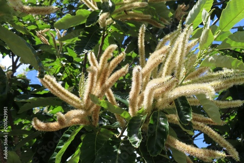 Castanea sativa tree blooming in Florida nature, closeup