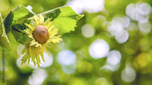 Quadro su tela Sunlit macro of a single hazelnut in a frilled green husk on a branch in Frosinone, Lazio, Italy in late August,surrounded by luminous foliage and soft bokeh,evoking a warm Mediterranean harvest mood