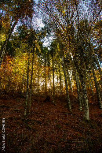 autumn in the forest