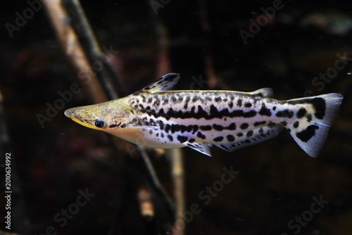 Lateral view of a Orinoco dolphin catfish, also known as Duck catfish (Ageneiosus magoi)