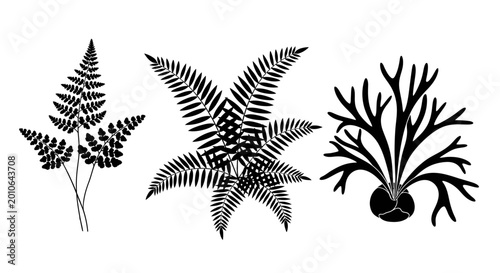 Black Fern Silhouettes: Three Types of Foliage on White Background