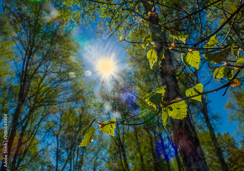 Fotografie spring sun illuminate the branches of a birch tree with insects on fresh lea