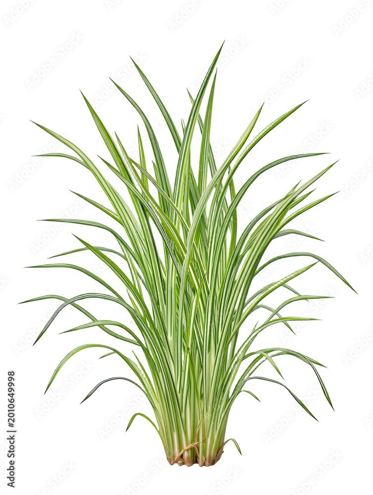 Fototapeta premium A lush green plant with long thin leaves on transparent background