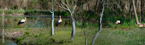 Cuadro en lienzo Panorama of a swampy area with birds