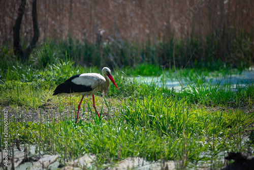 Canvas Print In Ukraine, the stork is considered a harbinger of spring