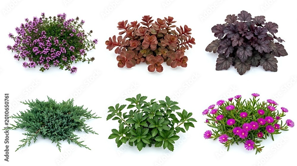 Obraz premium Six isolated garden shrubs and ground cover plants on white background, featuring flowering and foliage varieties for landscaping design use.