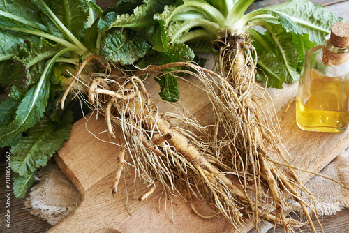 Canvastavla Fresh whole wild teasel roots with a bottle of herbal tincture in the background