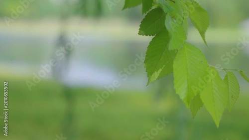Fresh Green Leaves in Peaceful Park by Water