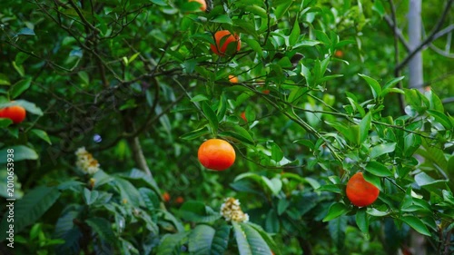 Ripe Oranges Growing on Lush Green Citrus Tree