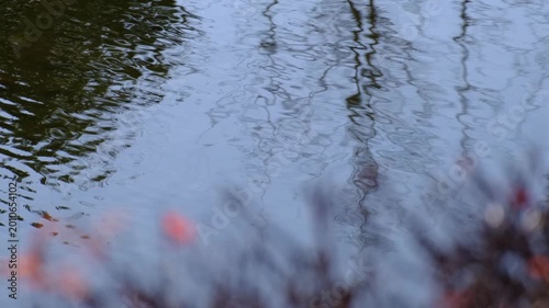 Rippling Water Surface with Tree Reflections