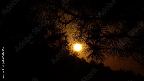 Sunset Through Pine Tree Silhouette in Forest