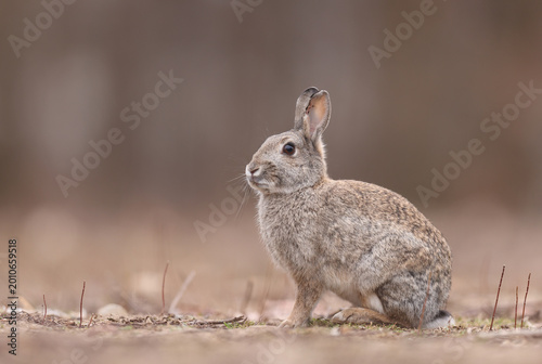 Cuadro en lienzo Królik europejski, królik dziki (Oryctolagus cuniculus), rabbit